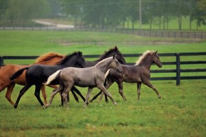 kentucky horses