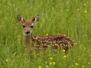 fawn copy