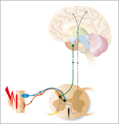 pain pathways